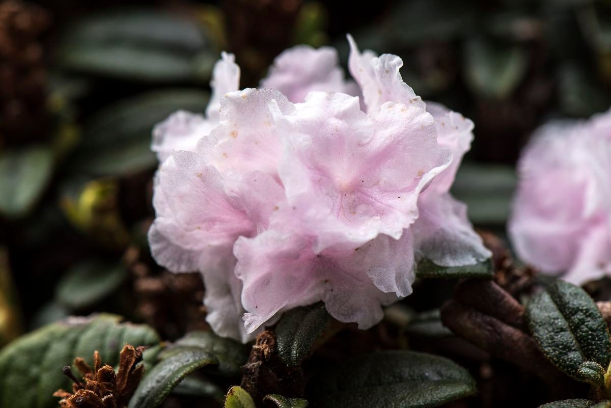Rhododendron cephalanthum flower