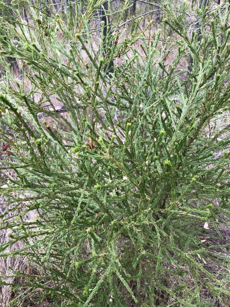 Acacia conferta — houseplant care guide