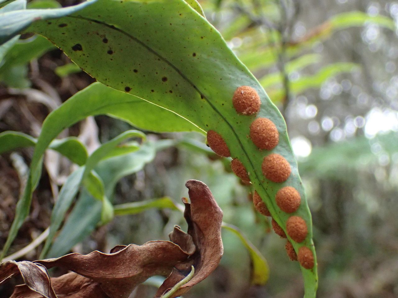 Pleopeltis macrocarpa fruit