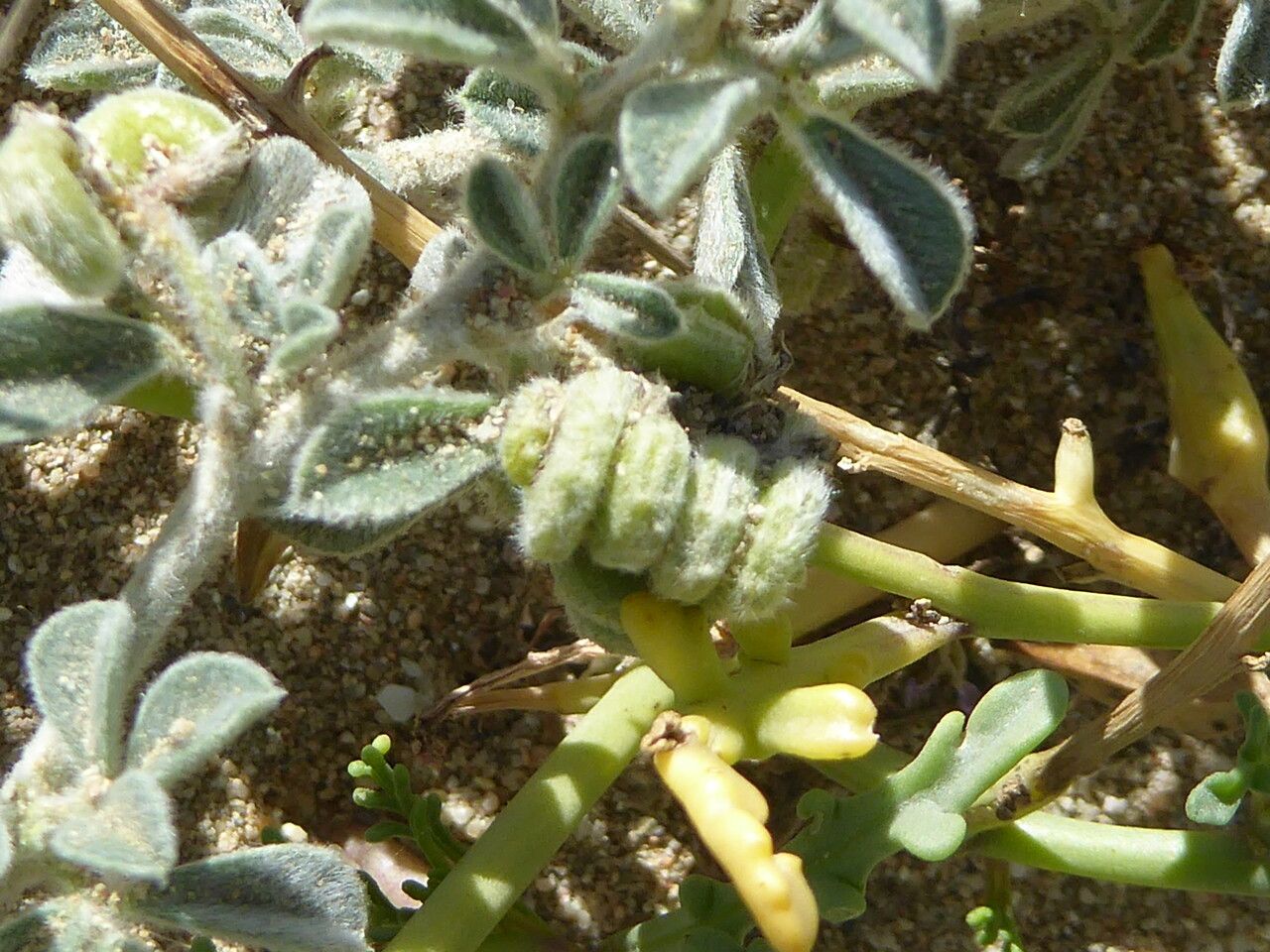 Medicago marina fruit