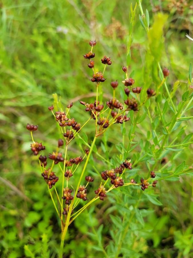 Juncus marginatus — search result for 'Juncus'