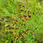 Juncus marginatus