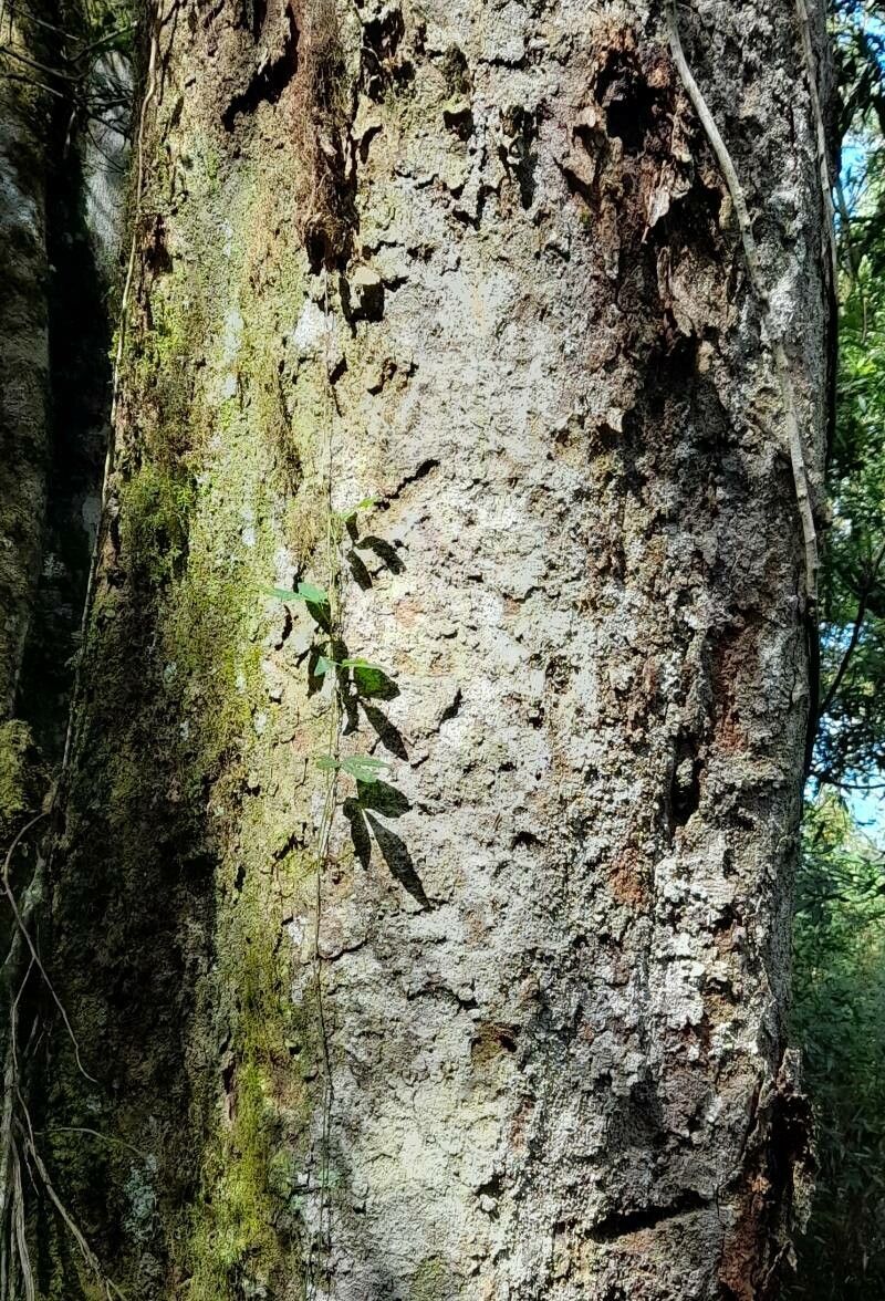 Nectandra lanceolata bark