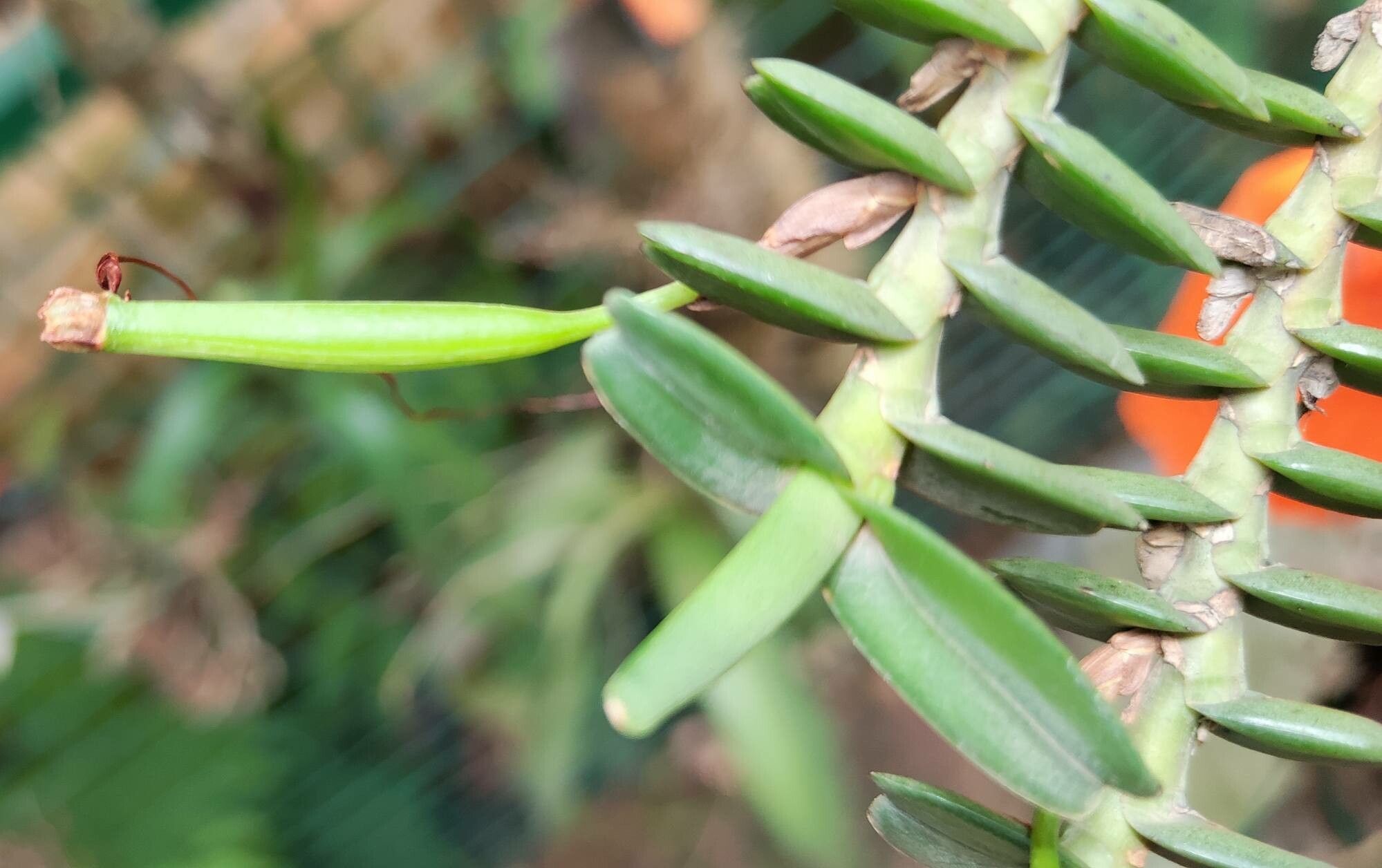 Jumellea brevifolia — houseplant care guide