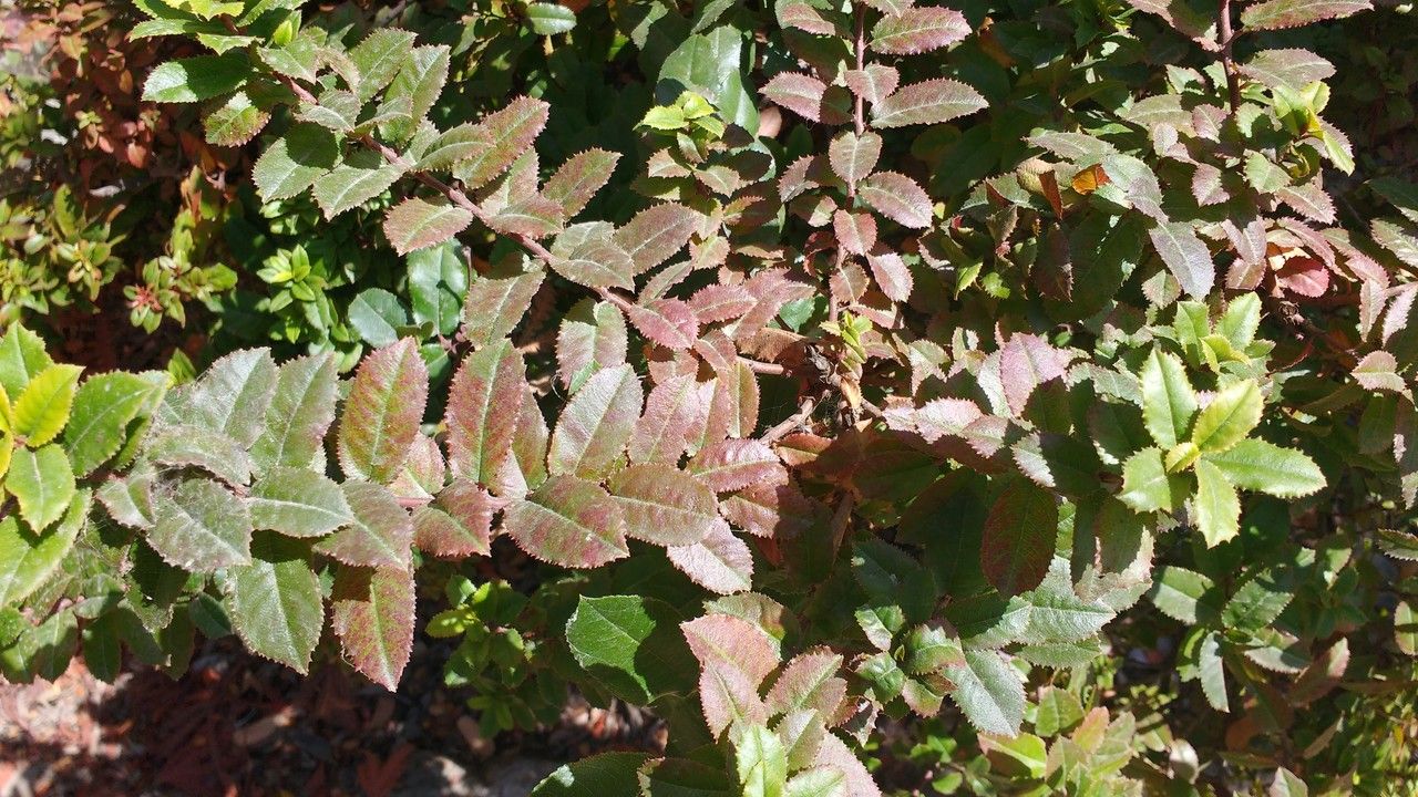 Rhamnus pirifolia — search result for 'Rhamnus'