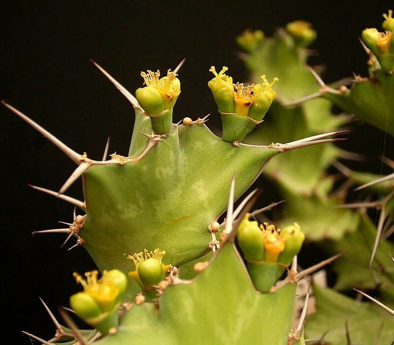 Euphorbia brevitorta flower