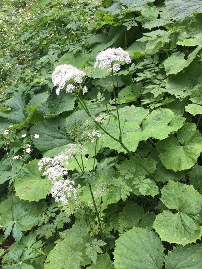 Heracleum alpinum