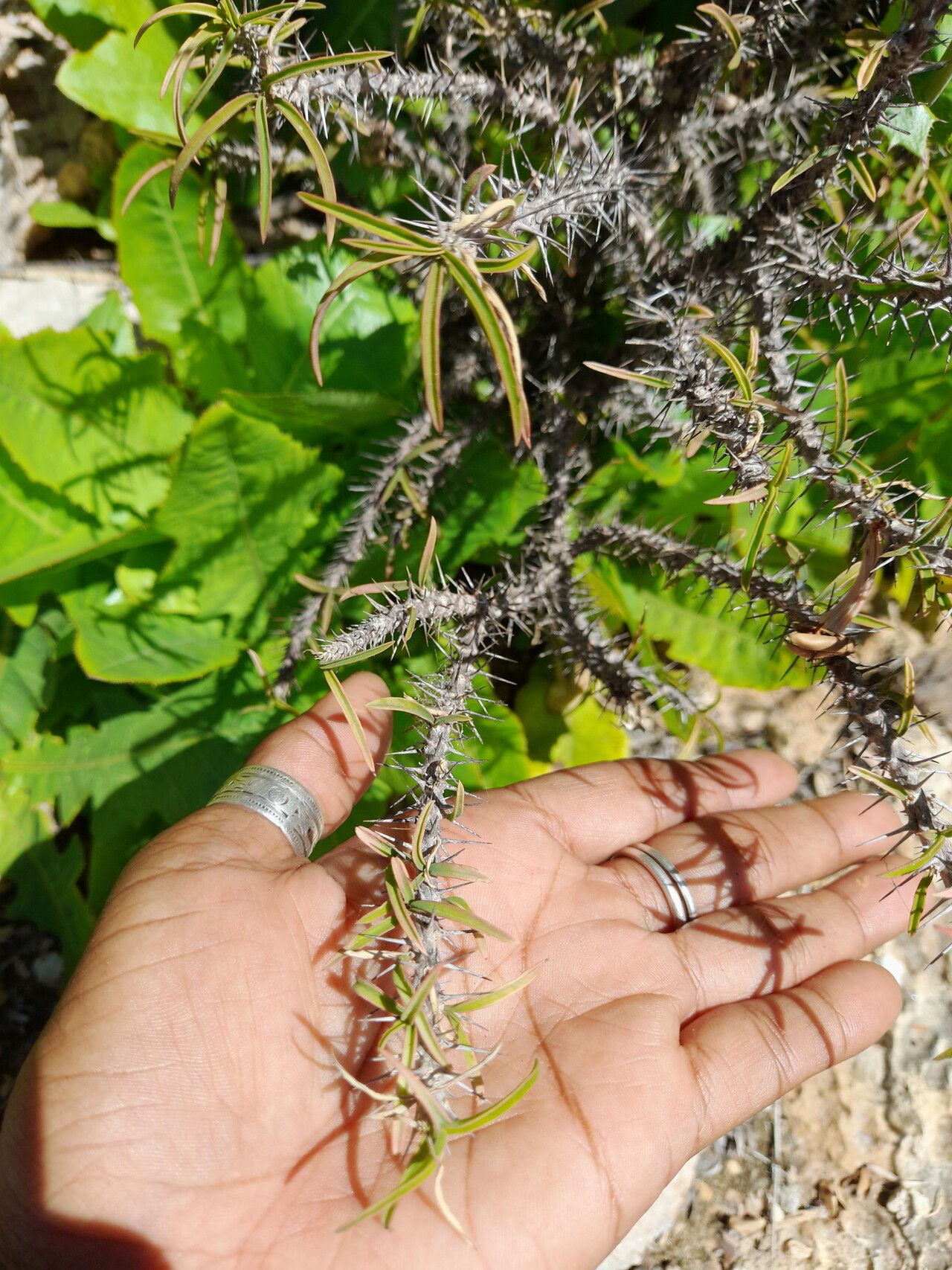 Euphorbia kondoi — houseplant care guide