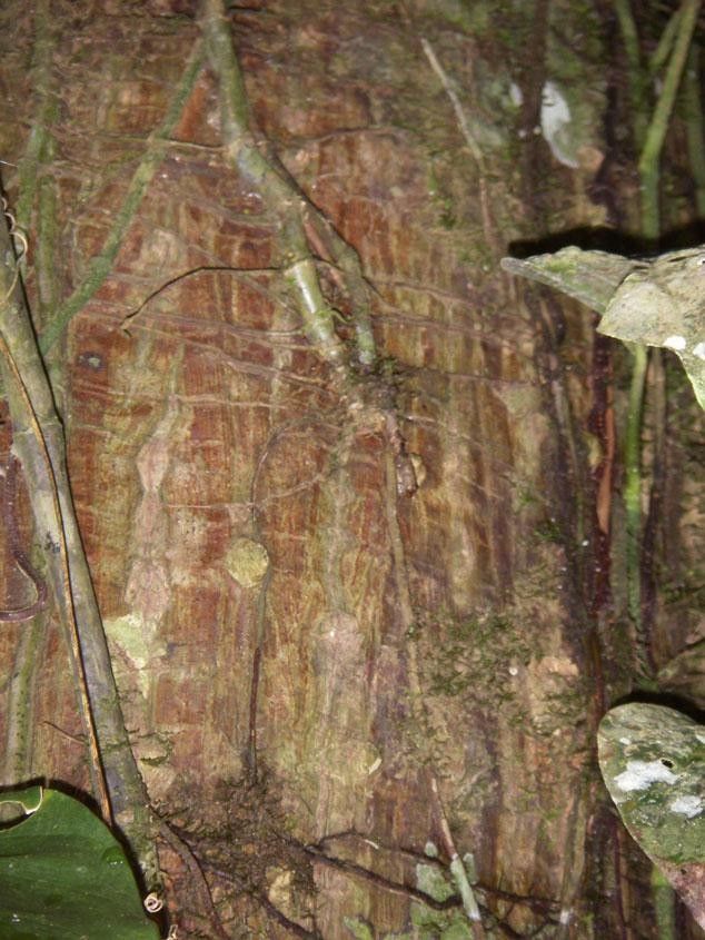 Erythrina cochleata bark