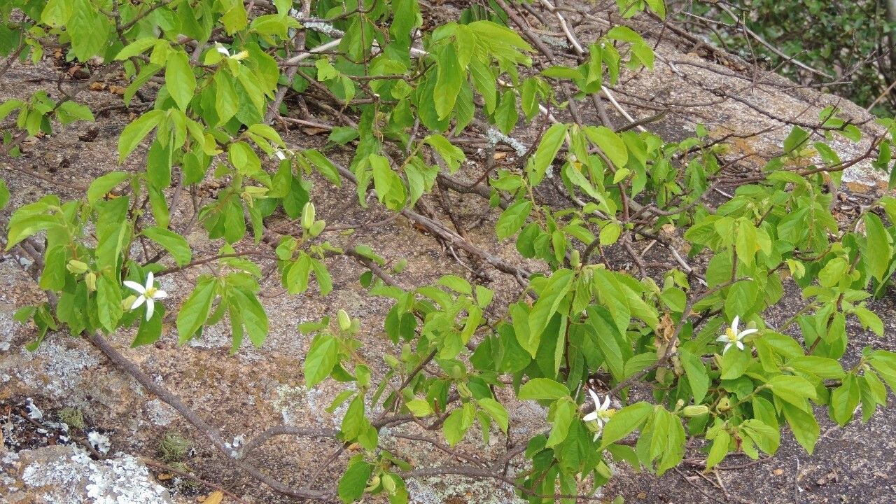 Grewia stolzii habit