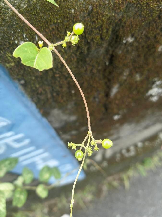 Paederia foetida fruit
