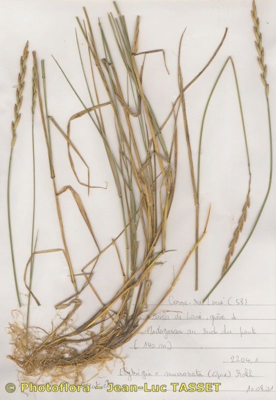 × Thinoelymus mucronatus habit