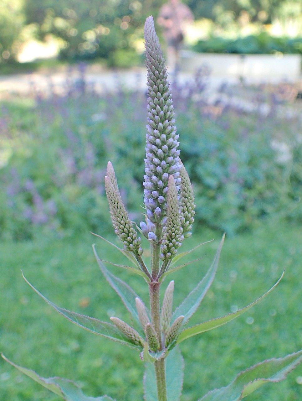 Veronicastrum sibiricum fruit