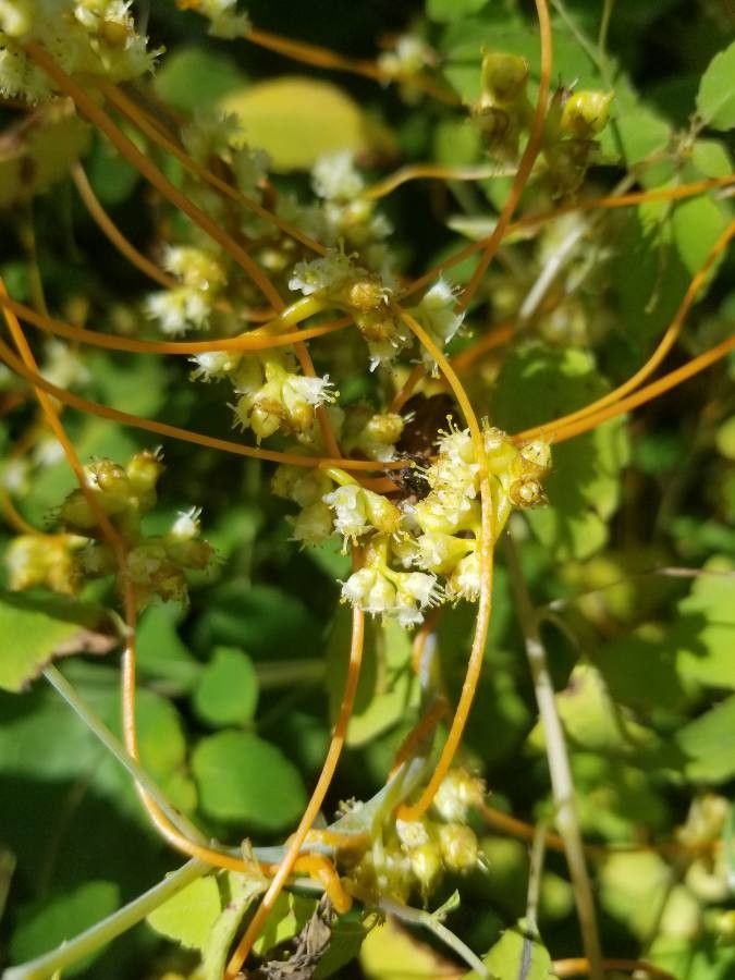 Cuscuta pentagona — search result for 'Lespedeza'