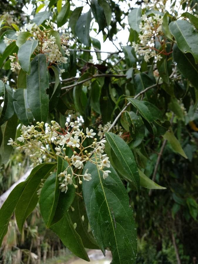 Ocotea membranacea flower