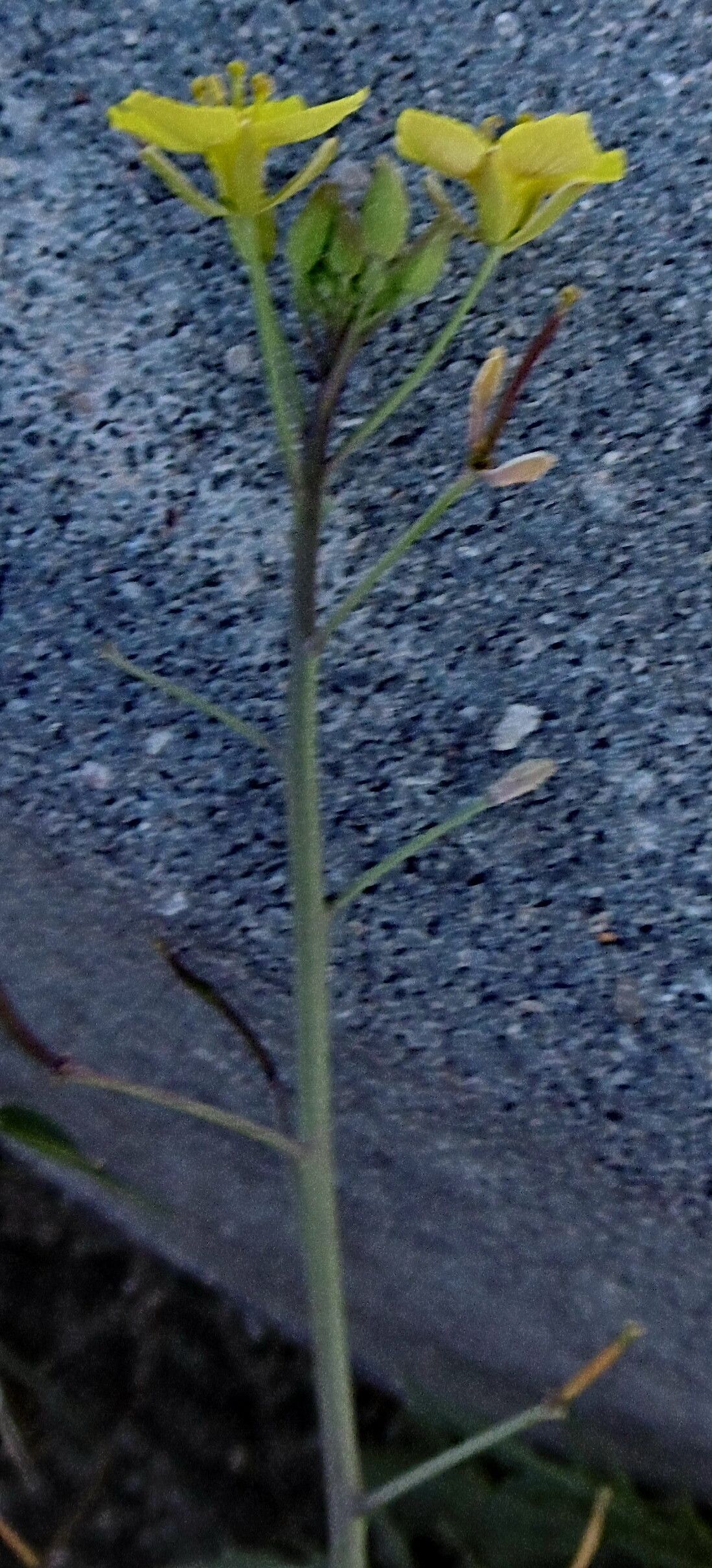 Erucastrum gallicum flower