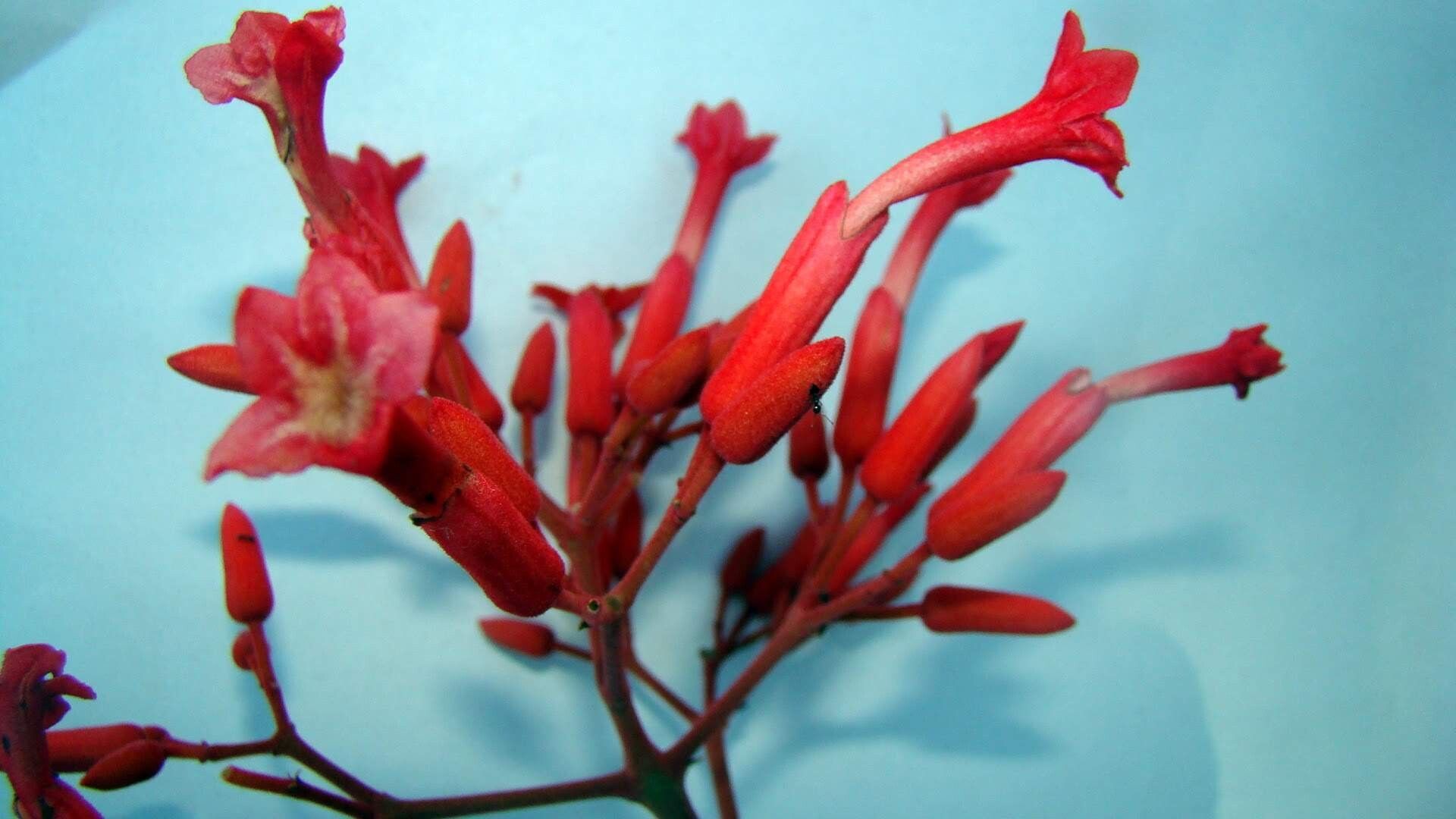 Fridericia ornithophila — houseplant care guide