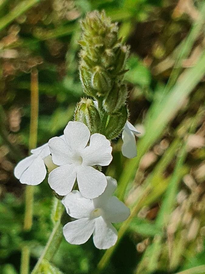 Priva curtisiae flower