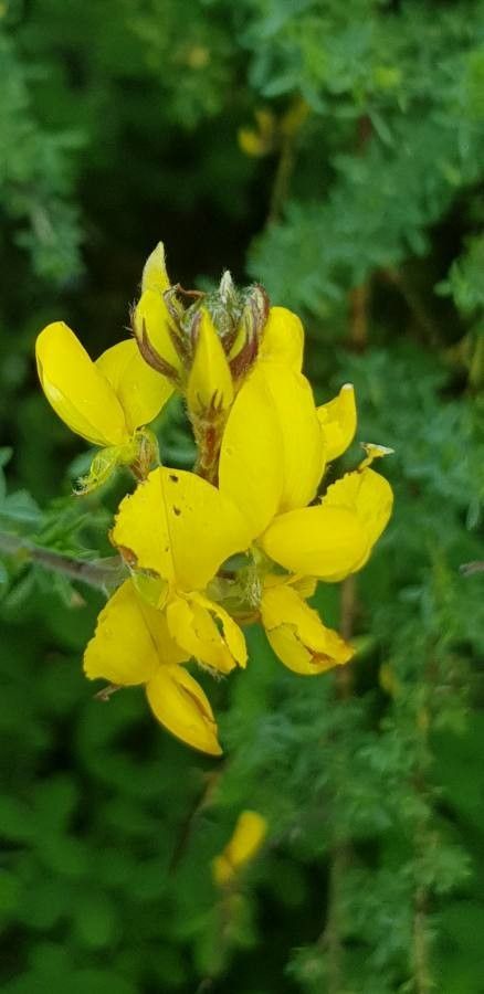 Adenocarpus viscosus flower