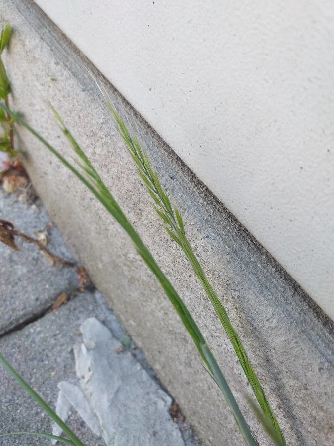 Vulpia myuros flower