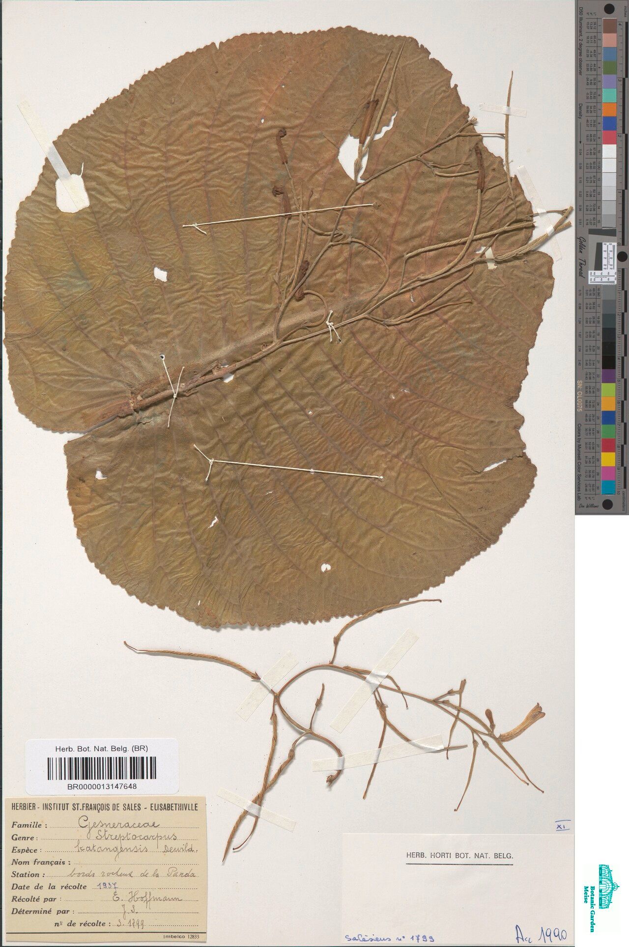 Streptocarpus salesianorum — search result for 'Streptocarpus'