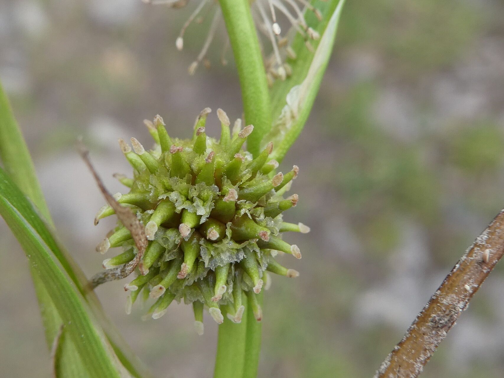 Sparganium angustifolium fruit