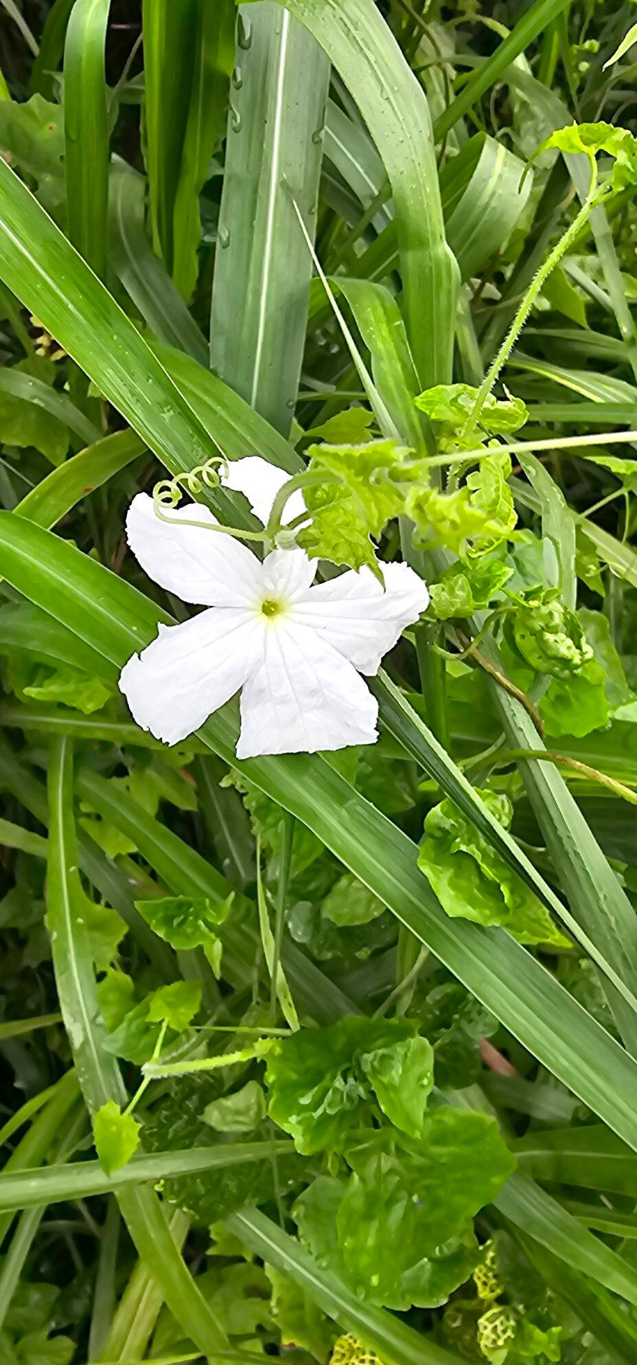 Trichosanthes costata flower