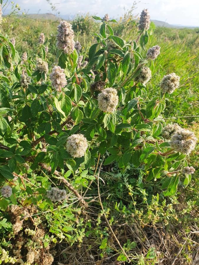 Cyathula orthacantha flower