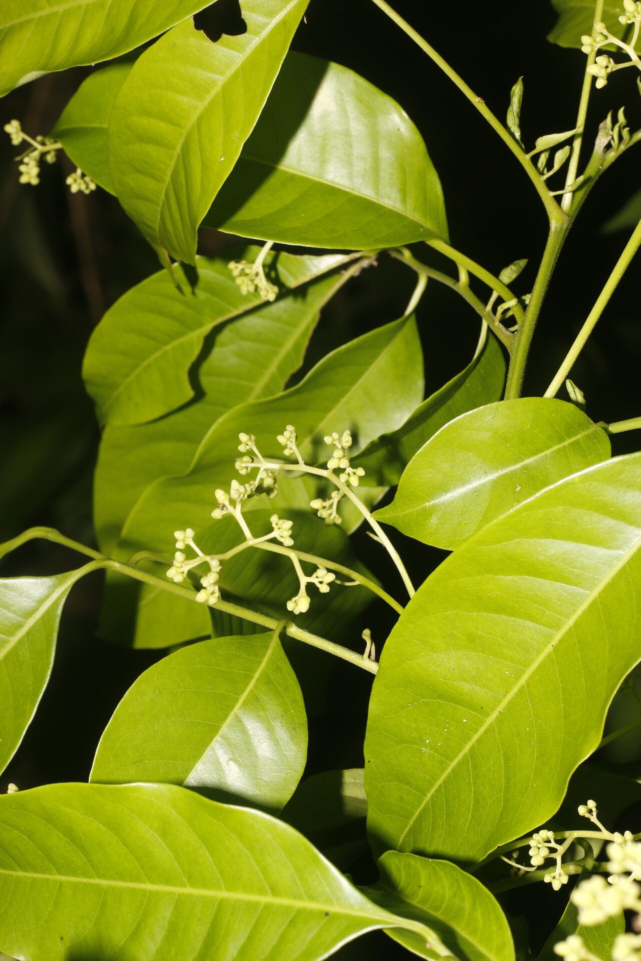 Trichilia pleeana flower