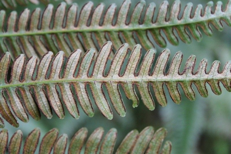 Pteris linearis other