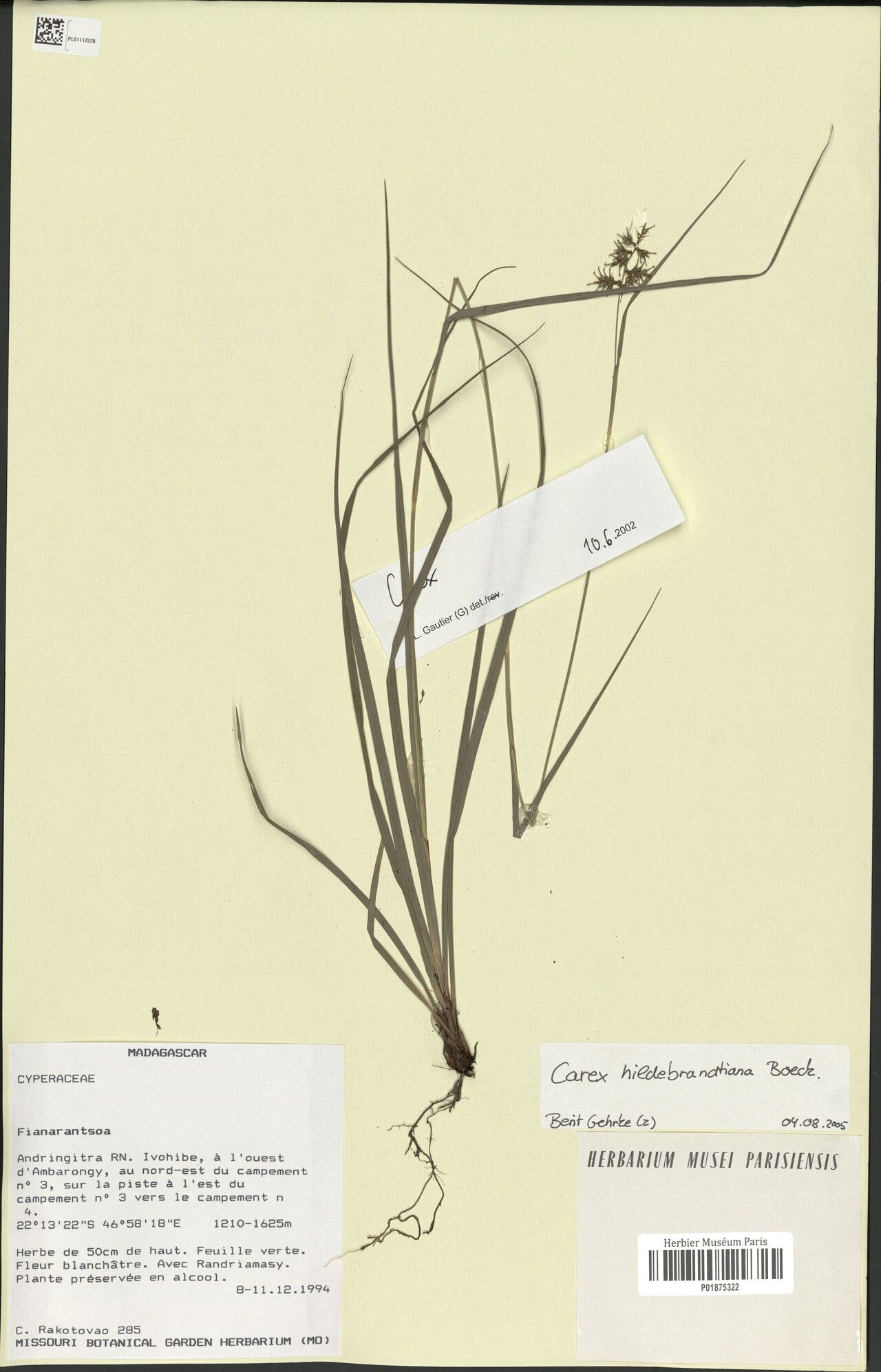 Carex hildebrandtiana — houseplant care guide