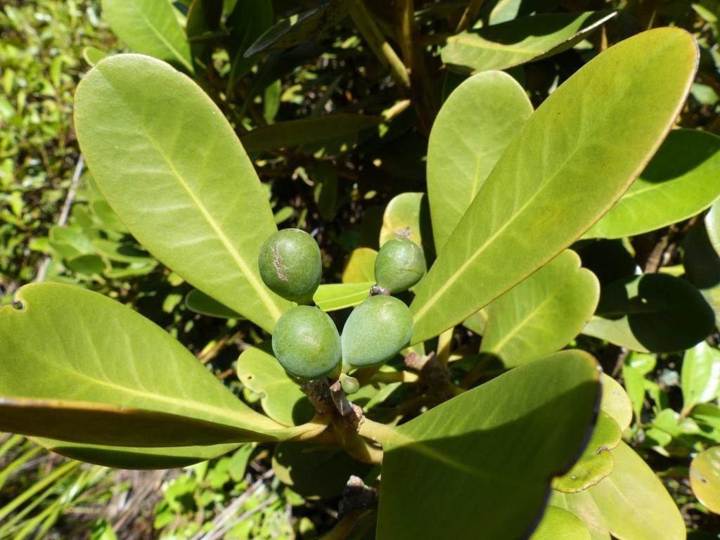 Zygogynum crassifolium fruit