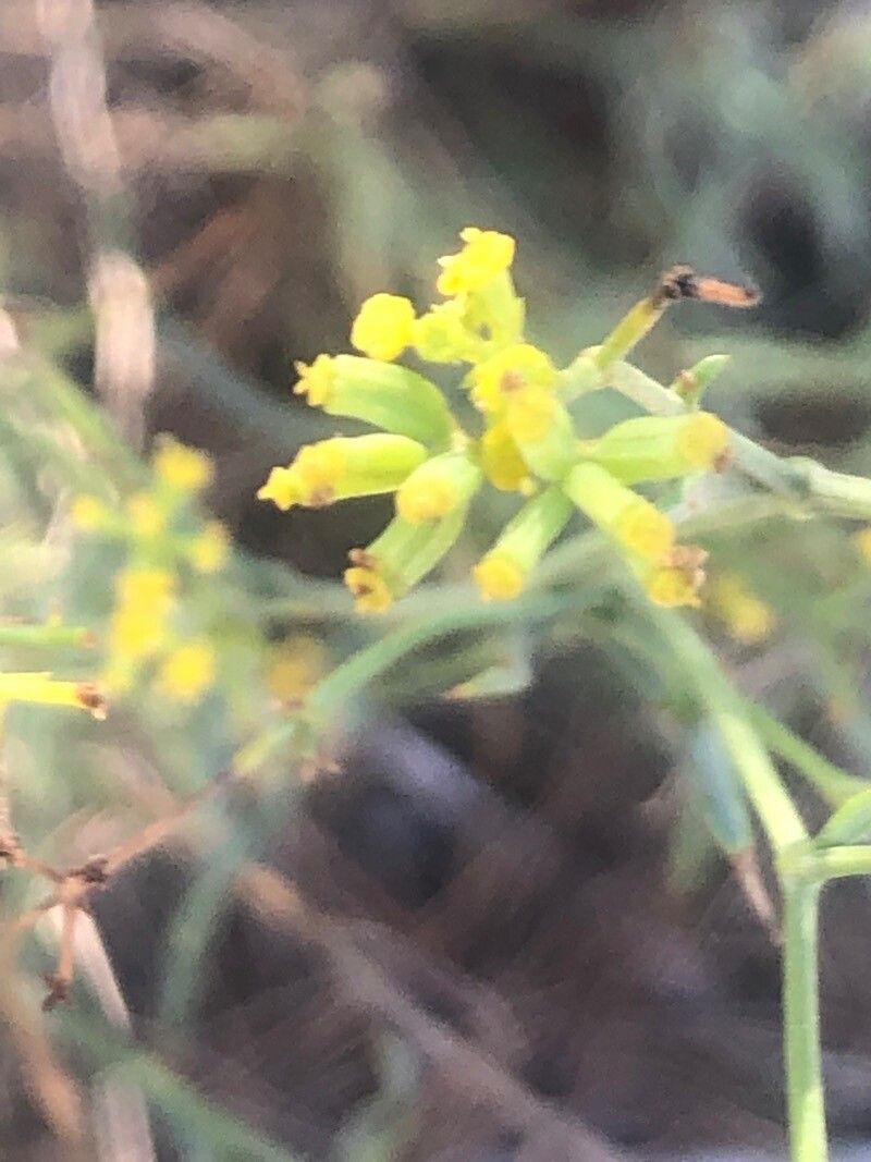 Bupleurum fruticescens flower