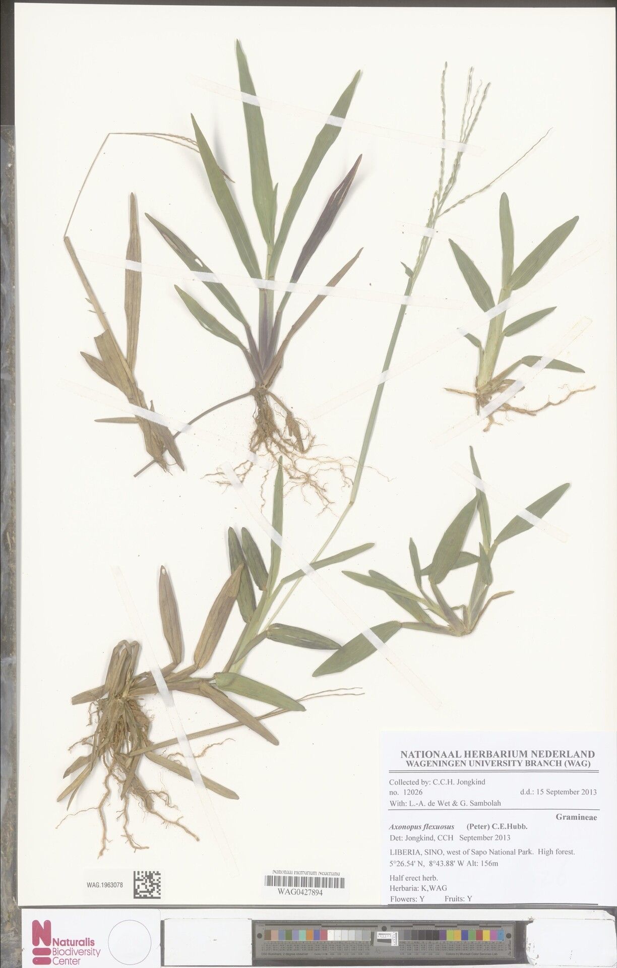 Axonopus flexuosus — houseplant care guide