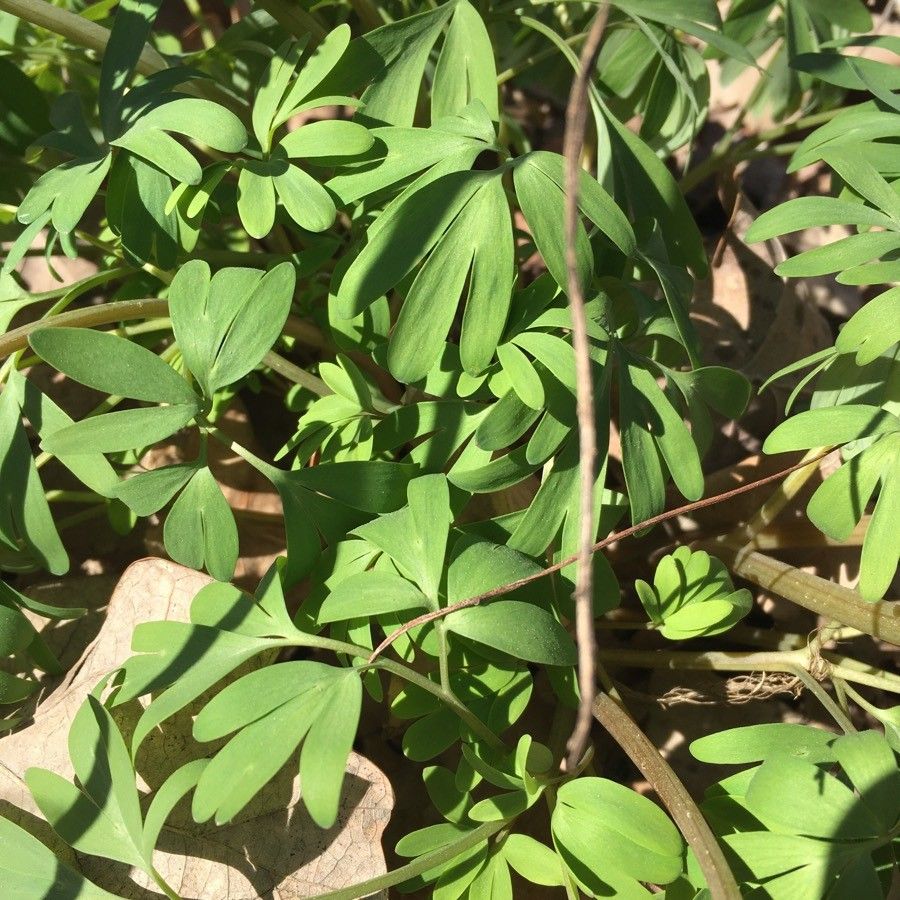 Fumaria agraria leaf