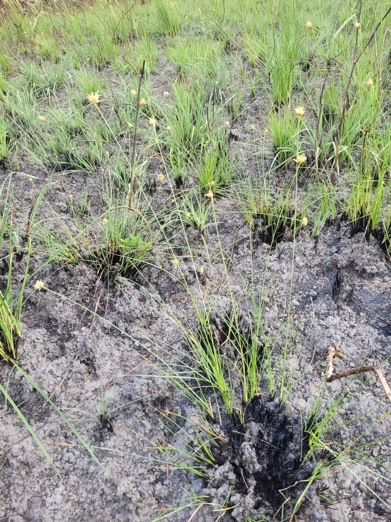 Rhynchospora globosa habit