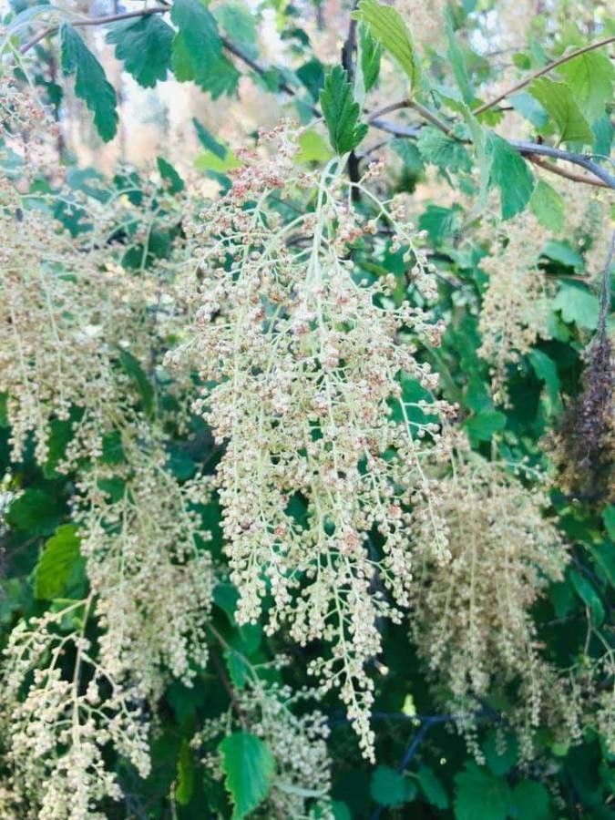Holodiscus discolor fruit