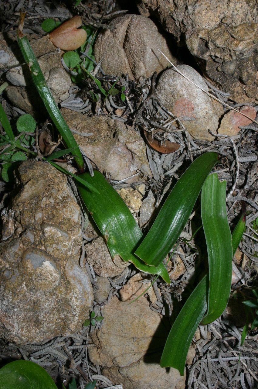 Prospero obtusifolium habit
