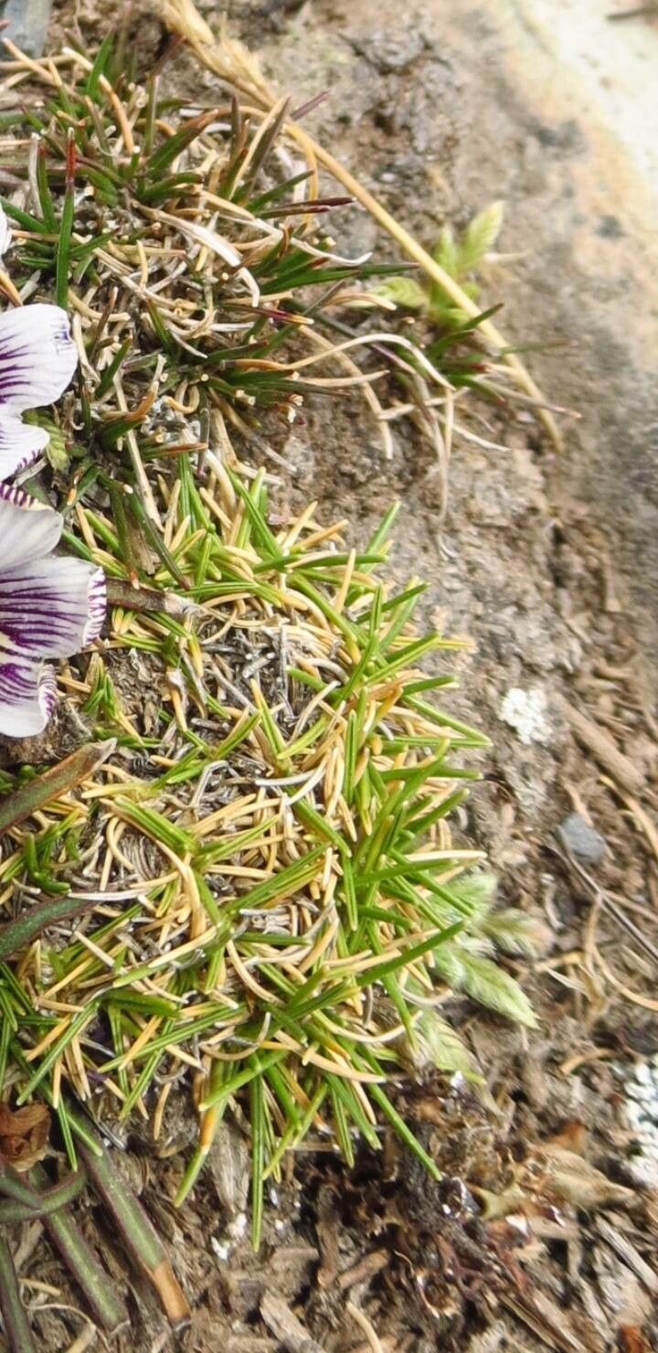 Viola pygmaea — search result for 'Viola'