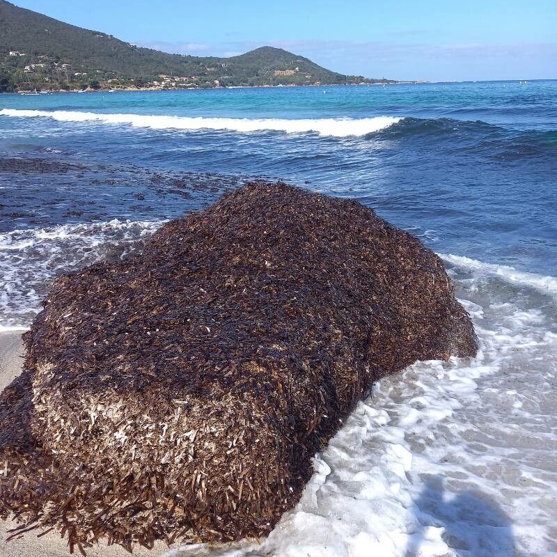 Posidonia oceanica leaf