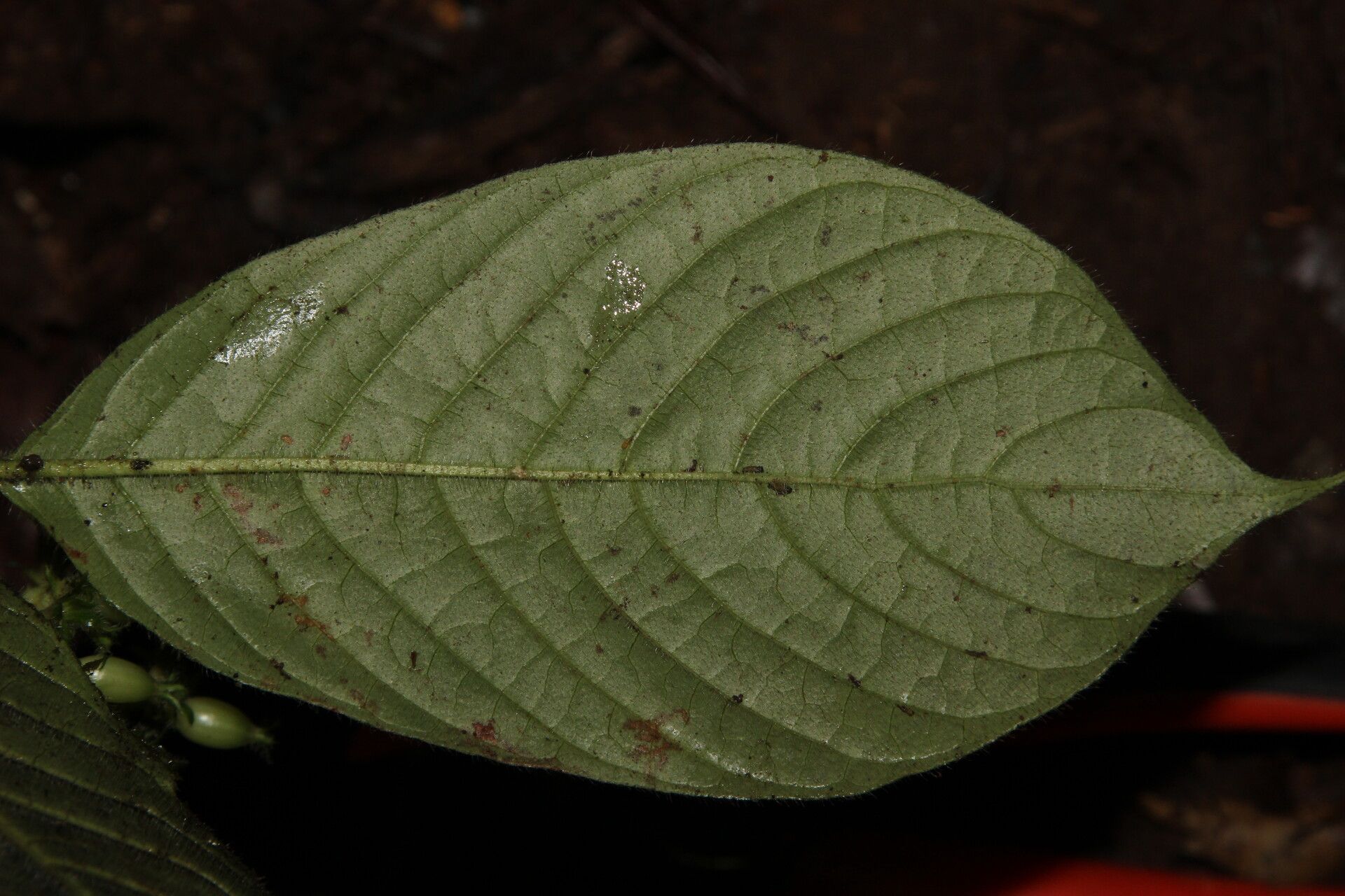 Psychotria ebensis leaf