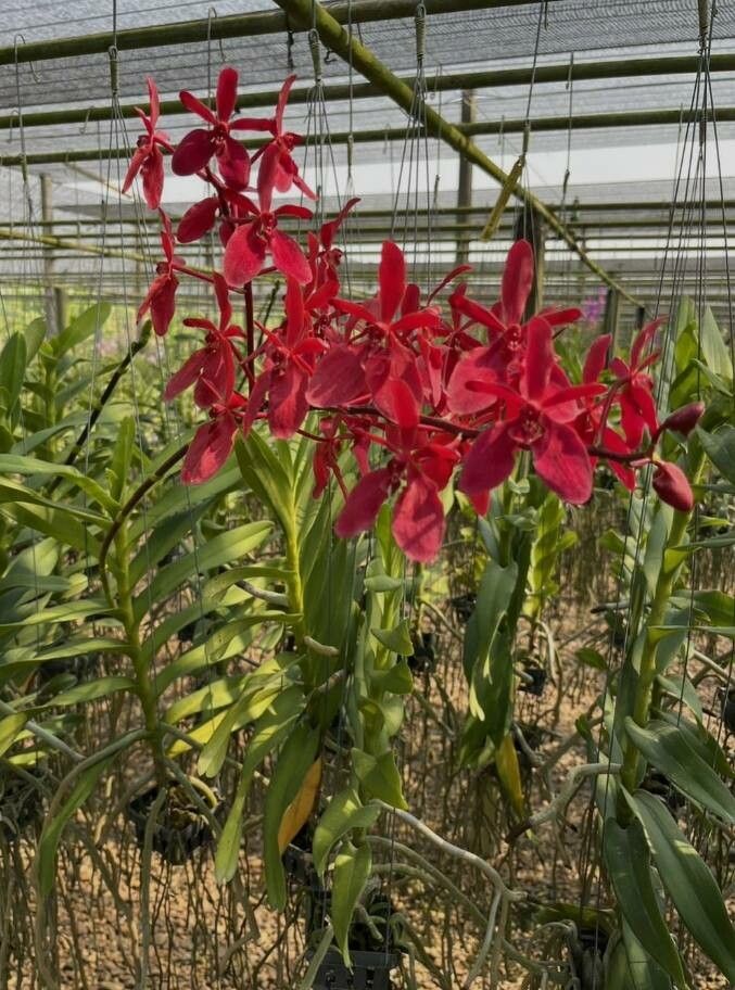 Renanthera storiei — related species from the same genus