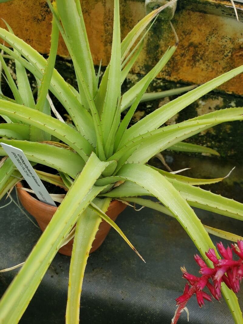 Orthophytum foliosum — related species from the same genus