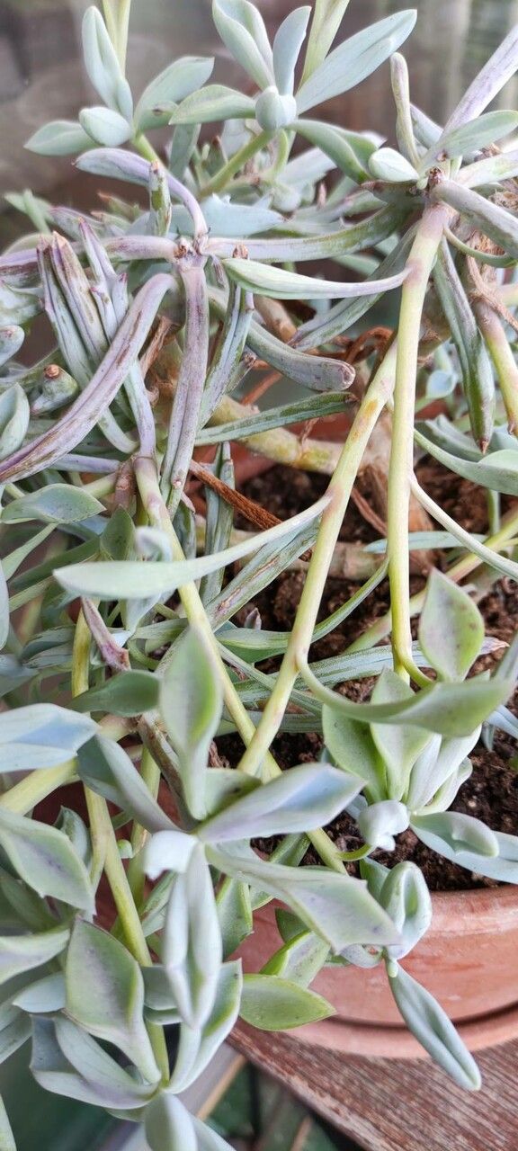 Linaria propinqua — search result for 'Linaria'