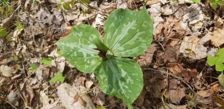Trillium underwoodii flower
