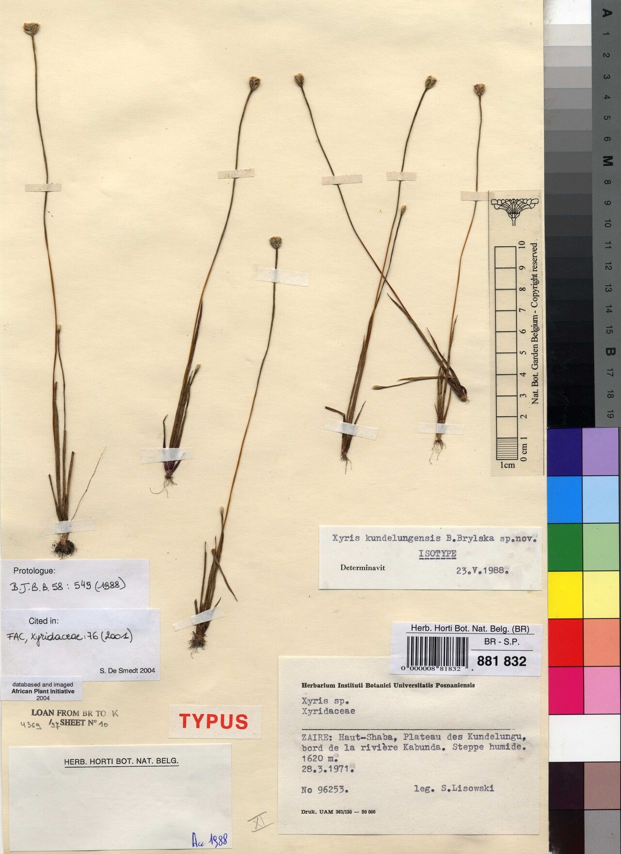 Xyris kundelungensis — houseplant care guide