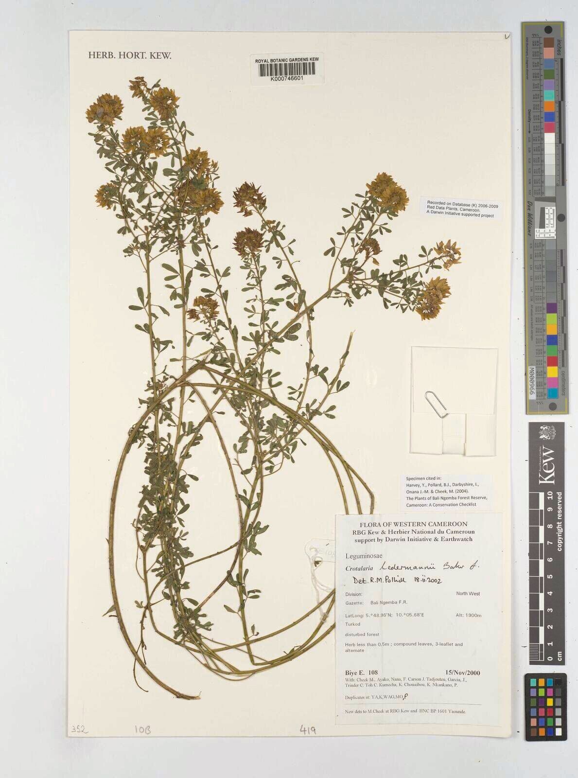 Crotalaria ledermannii — houseplant care guide