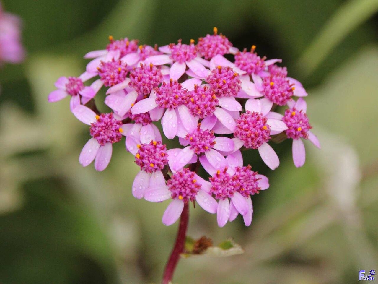 Pericallis aurita flower