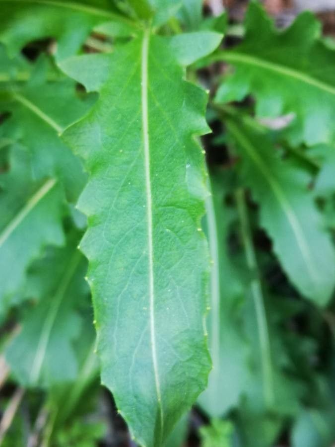 Hesperis laciniata leaf