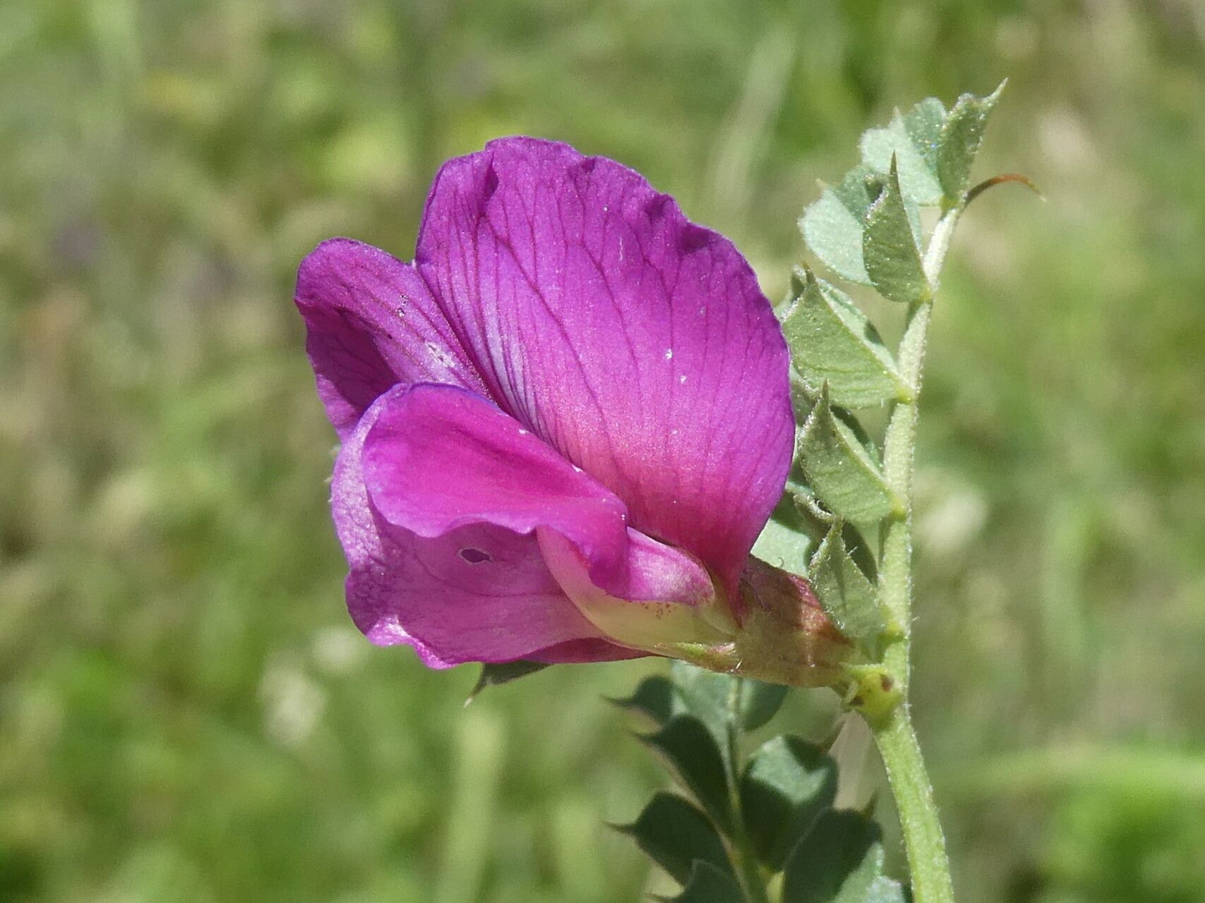 Vicia pyrenaica flower